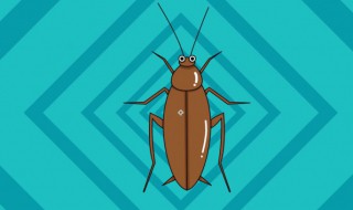 消灭蟑螂小窍门 消灭蟑螂小窍门视频