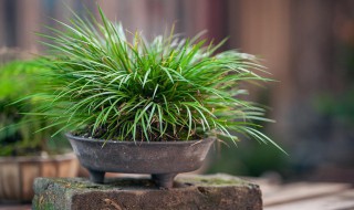 菖蒲是什么植物 菖蒲是什么植物类型