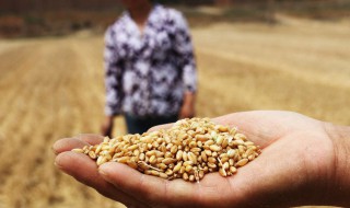 如何保障我国粮食安全 如何保障我国粮食安全论文1500字