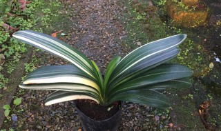 彩兰君子兰养殖小窍门（彩兰君子兰养殖小窍门图片）