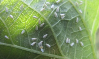 白粉虱消灭小窍门（白粉虱消灭小窍门尼古丁）