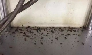 下水道小飞虫怎么消灭小窍门（下水道小飞虫怎么消灭小窍门视频）