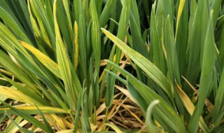 小麦拔节期如何管理 小麦拔节期管理技术要点