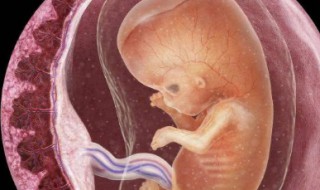 胎盘前壁是什么意思 胎盘前壁是什么意思危险吗