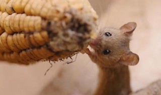 梦见好多老鼠是什么意思 梦见好多老鼠是什么预兆 女性