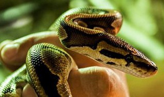 梦见杀蛇是什么意思 做梦梦见杀蛇是什么意思