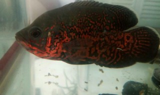 地图怎么养（地图怎么养及喂养技巧）