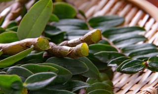 干铁皮石斛花怎么存放（干铁皮石斛花怎么存放好）