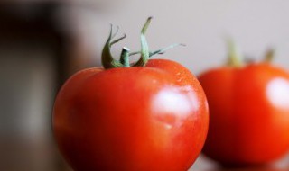 西红柿秧子叶黄是怎么回事（西红柿叶子发黄怎么办）