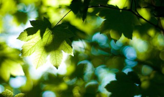 2021年初伏是几月几号 2021年末伏是几月几号