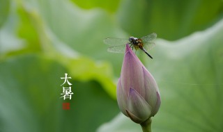 大暑过后还热吗 大暑过后还热吗?还要热多久