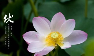 2021入伏多少天 2021入伏几天