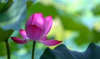 2021年头伏是哪天（2021年头伏是哪天二伏是哪天）