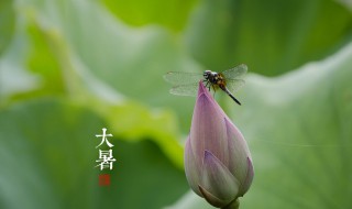 节气大暑一共多少天 这一年的大暑节气是几月几日