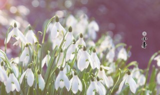节气小暑一共多少天（今年小暑节气是几月几日）