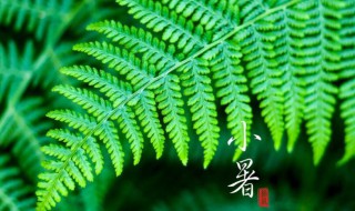 小暑大暑哪个热（小暑大暑处暑哪个最热）