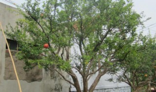 石榴树不发芽怎么补救? 石榴树不出芽