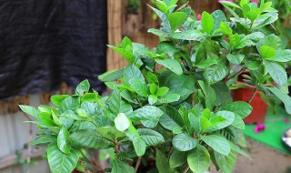 刚买回来的栀子花叶子蔫了怎么办? 刚买回来的栀子花叶子蔫了怎么办呀