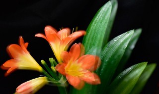 君子兰侧芽怎么分株? 君子兰怎样长侧芽