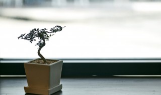 花土里有白蚁怎么办? 花盆土里有白蚁怎么办