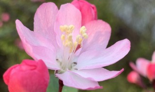 如何判断海棠花死没死? 海棠花全部凋谢是不是死了