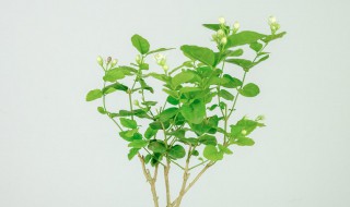 网购回来的茉莉花怎么种? 刚买回的茉莉花怎么种