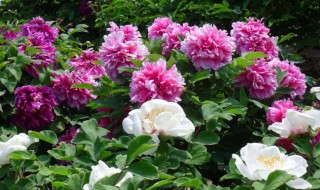 凤丹的种植要注意什么（凤丹的种植要注意什么）