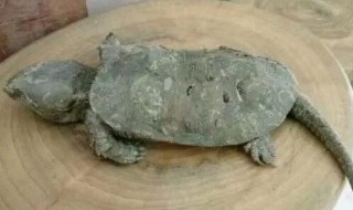 巴西龟的窝怎么布置?（怎样给巴西龟做窝）