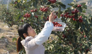 红果树怎么种植? 红果树怎样在家中种植