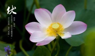 入伏注意 入伏注意事项熬过三伏