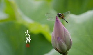 大暑是最热的时候吗 大暑是最热的时候吗晚上十点觉得冷是因为什么