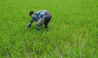 灭草松使用注意事项（灭草松使用注意事项和禁忌）