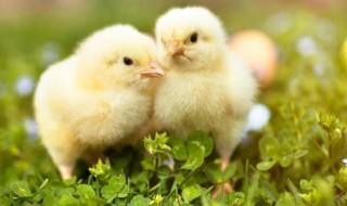 小鸡不吃食没精神闭眼怎么办? 小鸡不吃食没精神闭眼怎么办一直叫