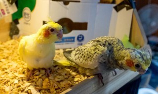 单只母玄凤下蛋怎么办?（单只母玄凤最近都下蛋）