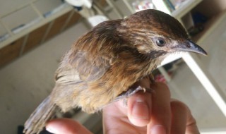 画眉鸟怎么才能养得好?（画眉鸟怎么才能养得好一点）