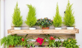 绯花玉怎么养才开花?（绯玉花开花前怎么养护）