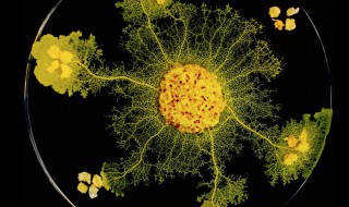 黏菌怎么培养? 黏菌怎么培养