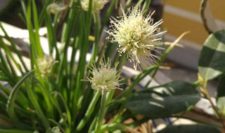 小葱开花怎么处理?（小葱开花怎么处理干净）