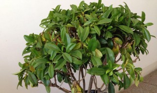 非洲茉莉怎么养才能更旺盛? 非洲茉莉怎么养才能更旺盛视频