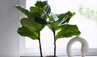 琴叶榕怎么养出叉枝? 琴叶榕怎么养出叉枝