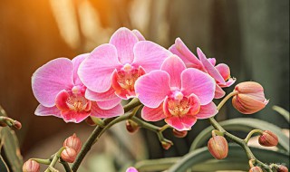 兰花怎样养护才能长出花蕾?（兰花出花蕾了怎样养护）