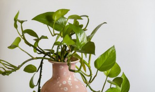 绿萝怎么养得又粗又绿? 绿萝怎么养得又粗又绿又好看