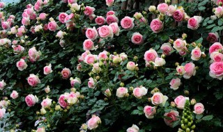 龙沙宝石爬藤月季怎么养? 龙沙宝石爬藤月季怎么养