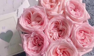 粉玫瑰怎么养护?（粉玫瑰的养护方法）