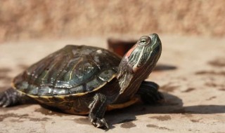 小乌龟怎么养?（冬天小乌龟怎么养?）