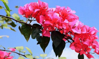 簕杜鹃怎么养?（杜鹃如何养）