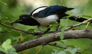 喜鹊幼鸟怎么喂养? 喜鹊幼鸟怎么喂养方法