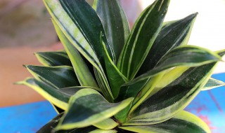 虎皮兰夏季如何养殖? 虎皮兰夏季如何养殖