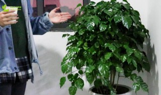 室内幸福树怎么养才能更旺盛? 幸福树适不适合在室内养