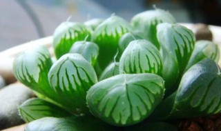 玉露多肉植物怎么养? 玉露多肉植物怎么养的视频